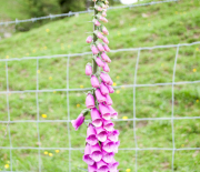 dsc_1070