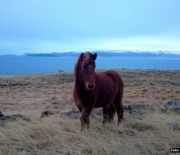 islandia-4